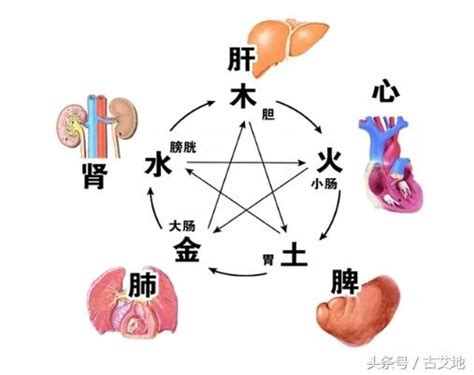 五臟六腑 五行|臟腑